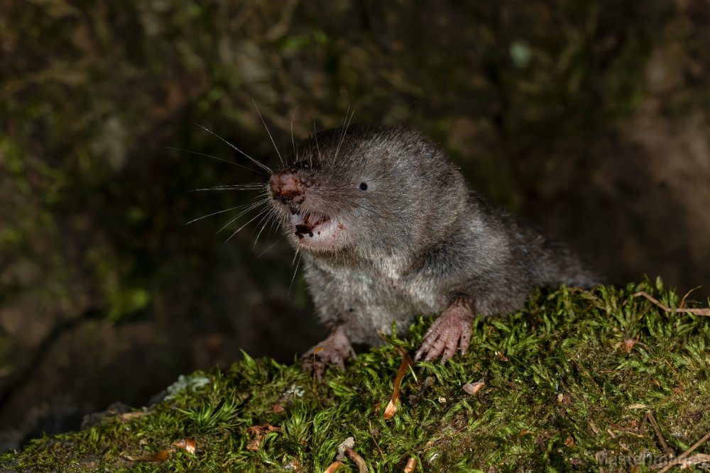 northern-short-tailed-shrew